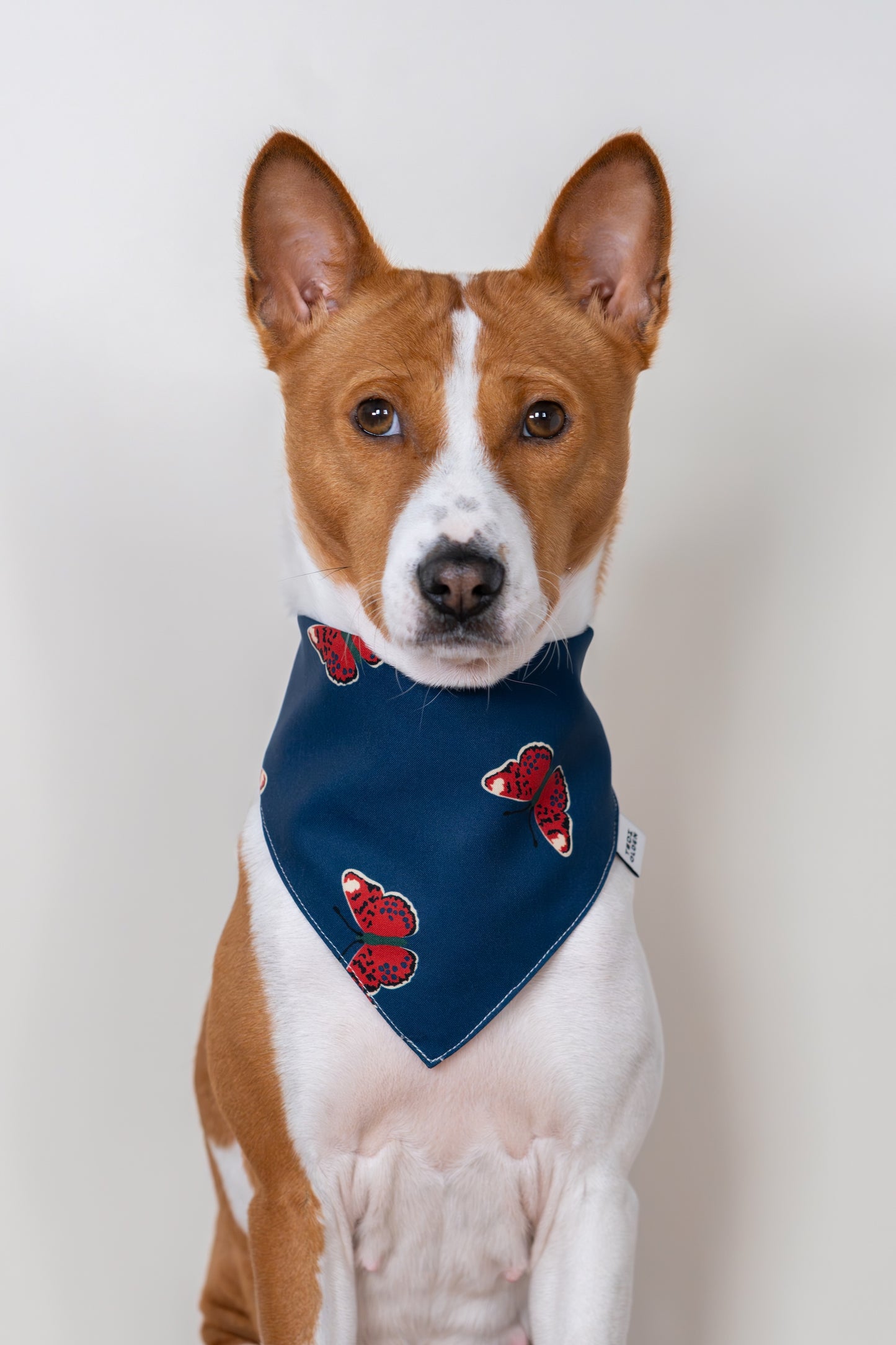 Butterfly Dog Bandana